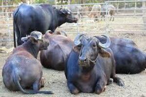 The major benefits of farm fresh buffalo milk and the ways to fetch them